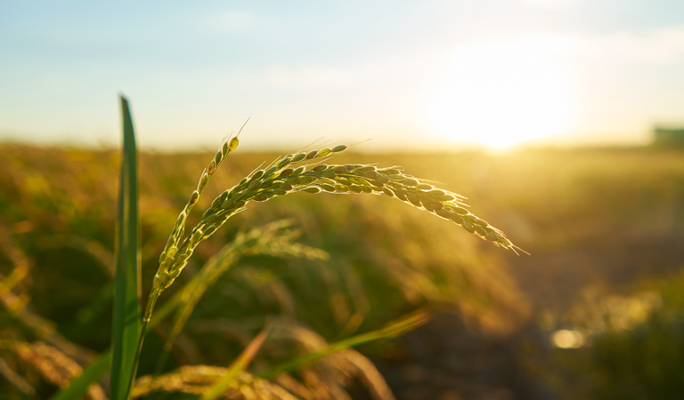 Agricultural-and-Chemicals 